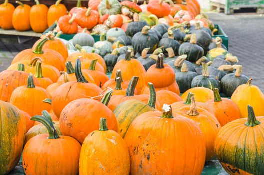 Various pumpkin varieties in diverse
Colors and shapes.