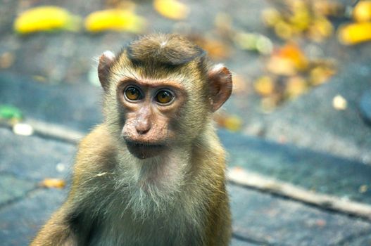 Very cute monkey was looking for something, but don't know what it's looking for? Maybe it was find some food. Take it at roadside, have many people provide monkey food or fruit, sometime they will grab food from people, but they still look lovely.