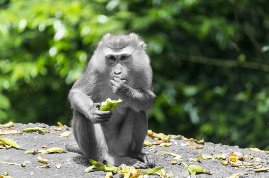 Cutey monkey was eating banana, throw peel everywhere, the way it bite was attractive, and i shot it far away with my zoom lens and don't make any disturb. I make the monkey and floor back and white, keep colour for background and peel, try to make the monkey outstanding from colour.