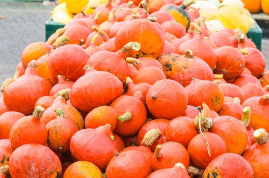 Warious pumpkin varieties in diverse
Colors and shapes.