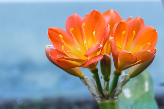 Colse Up of the flower on succulent