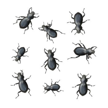 Creepy Crawly Black Beetles On A White Background