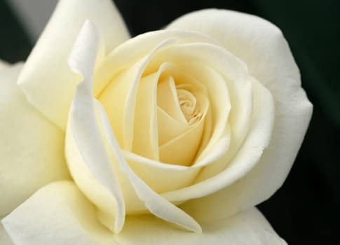 closeup of a White yellow Rose Flower with delicate petals
