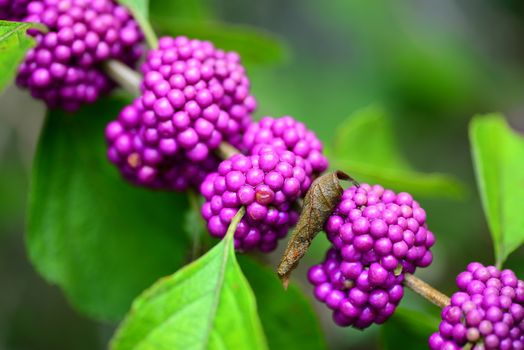 purple beautyberry Callicarpa fruit growing on shrub