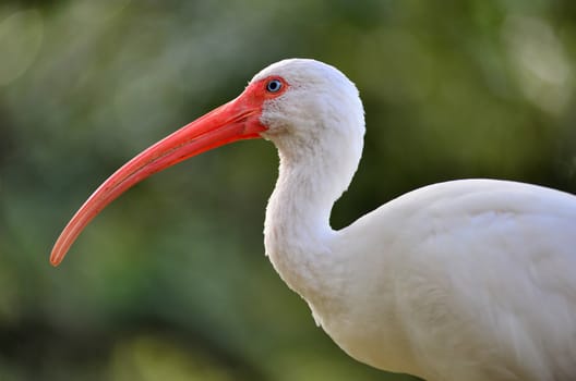 American white ibis Eudocimus albus bird with orange curved beak and blue eyes