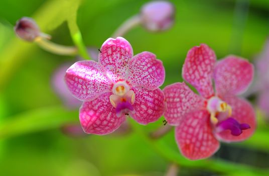 pink white vanda orchid flower in bloom in spring