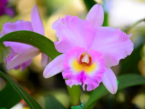 pink yellow orchid flower in bloom in spring