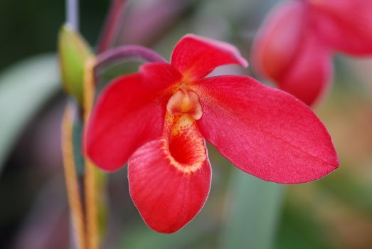 red yellow orchid flower in bloom in spring