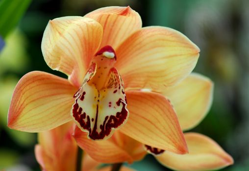 white brown cymbidium Orchid flower in bloom in spring