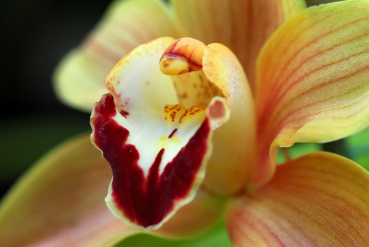 white brown cymbidium Orchid flower in bloom in spring