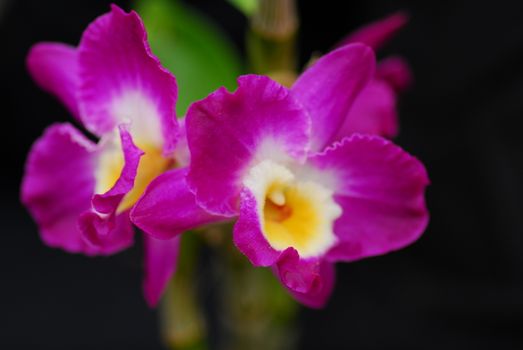 pink yellow orchid flower in bloom in spring