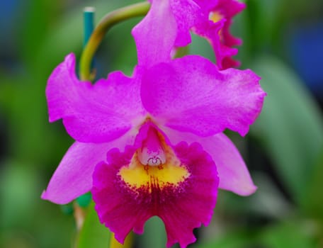 pink yellow orchid flower in bloom in spring