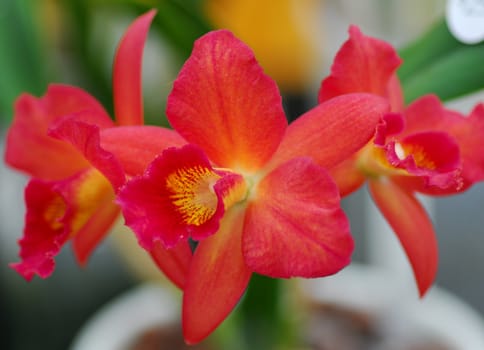 orange yellow cattleya orchid flower in bloom in spring
