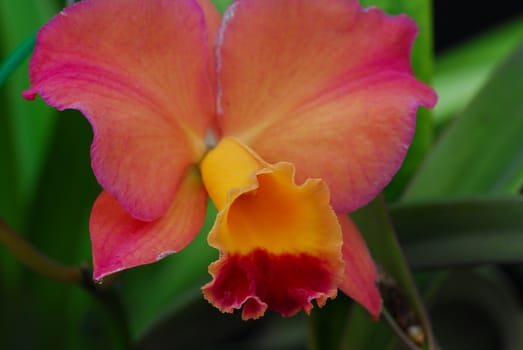 pink yellow cattleya orchid flower in bloom in spring