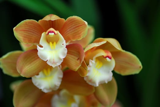 white brown cymbidium Orchid flower in bloom in spring