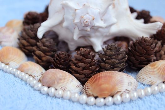 Decoration of Shell (Murex ramosus), shells of snails found in the Gatchina park, pearl beads, pine cones from Karelia and seashells from Arabian Sea.