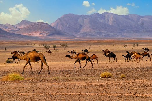 A herd of dromedary camels in Sahara desert, Morocco, Africa