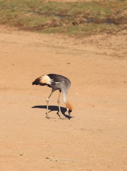 African crowned crane, Balearica regulorum, is known for its plumage and unique appearance.