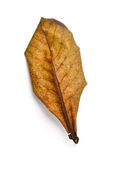 dry terminalia catappa leaf on white background