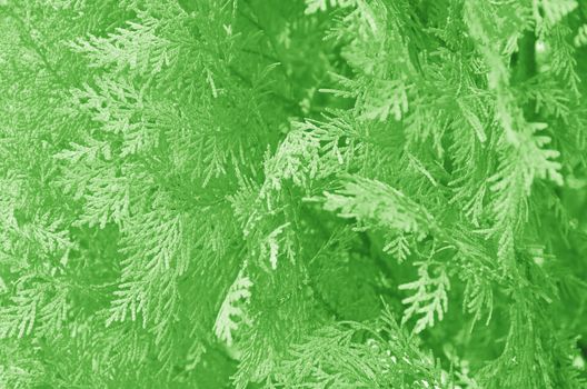 abstract leaves on the dry tree