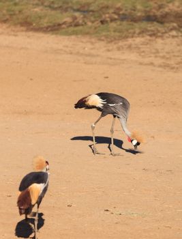 African crowned crane, Balearica regulorum, is known for its plumage and unique appearance.