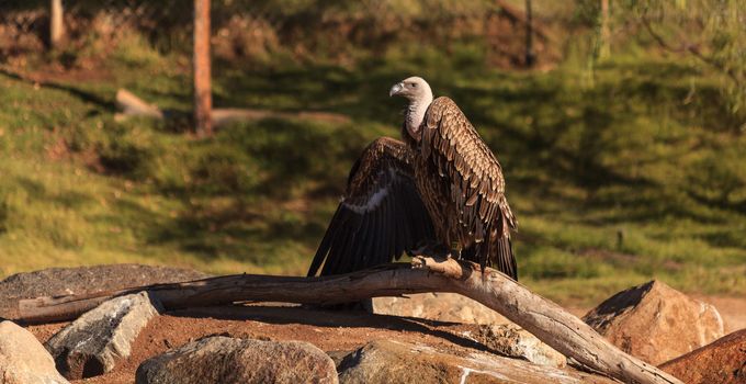 African White-backed vulture, Gyps africanus, is found on the savannah