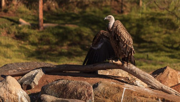 African White-backed vulture, Gyps africanus, is found on the savannah