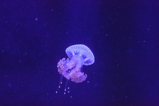 Australian spotted jelly, Phyllorhiza punctata, is also known as the floating bell and the white-spotted jellyfish