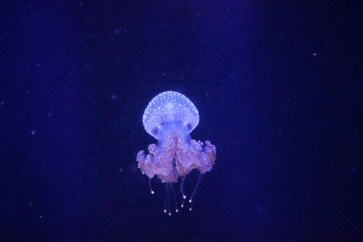 Australian spotted jelly, Phyllorhiza punctata, is also known as the floating bell and the white-spotted jellyfish