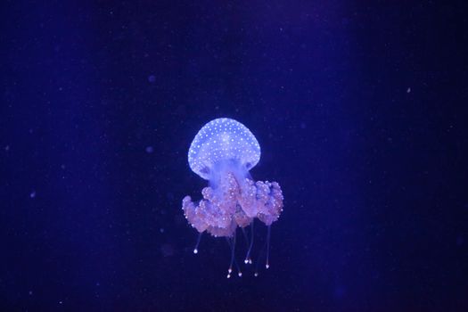 Australian spotted jelly, Phyllorhiza punctata, is also known as the floating bell and the white-spotted jellyfish