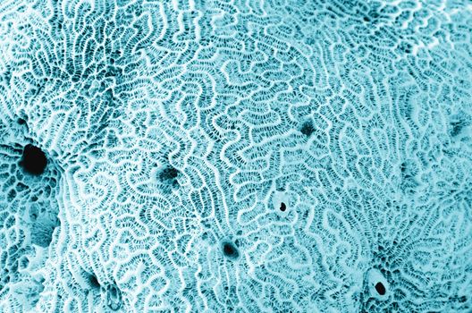 Abstrat Coral fossil texture background
