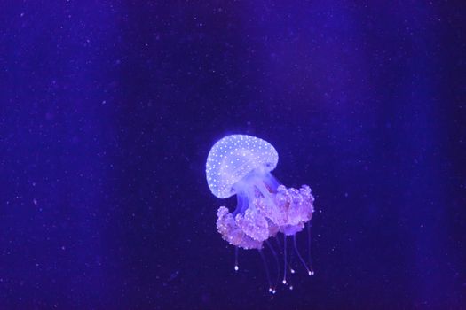 Australian spotted jelly, Phyllorhiza punctata, is also known as the floating bell and the white-spotted jellyfish