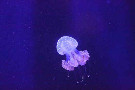 Australian spotted jelly, Phyllorhiza punctata, is also known as the floating bell and the white-spotted jellyfish