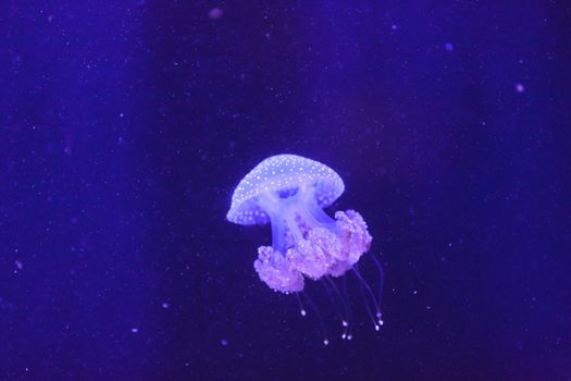 Australian spotted jelly, Phyllorhiza punctata, is also known as the floating bell and the white-spotted jellyfish