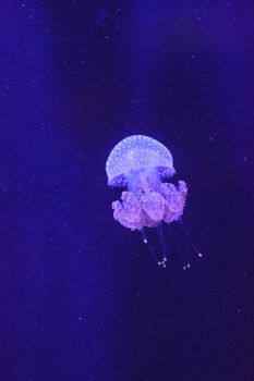 Australian spotted jelly, Phyllorhiza punctata, is also known as the floating bell and the white-spotted jellyfish