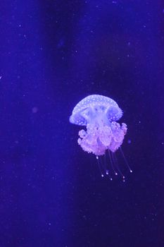 Australian spotted jelly, Phyllorhiza punctata, is also known as the floating bell and the white-spotted jellyfish