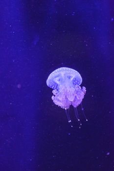 Australian spotted jelly, Phyllorhiza punctata, is also known as the floating bell and the white-spotted jellyfish