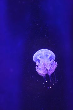 Australian spotted jelly, Phyllorhiza punctata, is also known as the floating bell and the white-spotted jellyfish