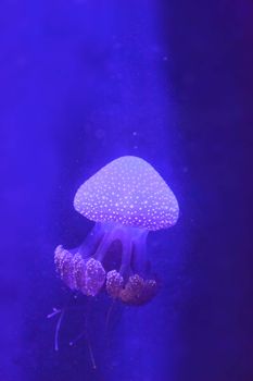 Australian spotted jelly, Phyllorhiza punctata, is also known as the floating bell and the white-spotted jellyfish