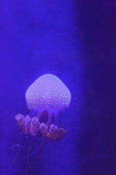 Australian spotted jelly, Phyllorhiza punctata, is also known as the floating bell and the white-spotted jellyfish