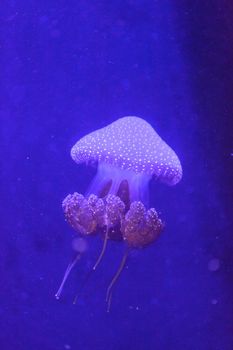 Australian spotted jelly, Phyllorhiza punctata, is also known as the floating bell and the white-spotted jellyfish