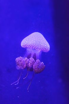 Australian spotted jelly, Phyllorhiza punctata, is also known as the floating bell and the white-spotted jellyfish