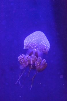 Australian spotted jelly, Phyllorhiza punctata, is also known as the floating bell and the white-spotted jellyfish