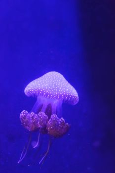 Australian spotted jelly, Phyllorhiza punctata, is also known as the floating bell and the white-spotted jellyfish