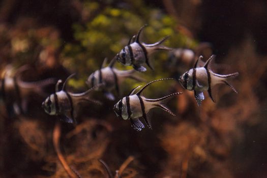 Banggai cardinalfish, Pterapogon kauderni, is a black and white tropical fish found in the Banggai Islands of Indonesia in the mangroves.