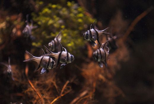 Banggai cardinalfish, Pterapogon kauderni, is a black and white tropical fish found in the Banggai Islands of Indonesia in the mangroves.