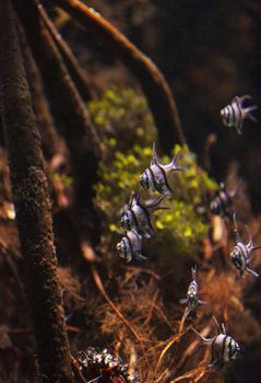 Banggai cardinalfish, Pterapogon kauderni, is a black and white tropical fish found in the Banggai Islands of Indonesia in the mangroves.