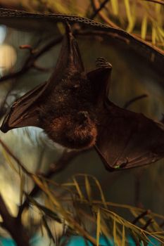 Rodrigues fruit bat, Pteropus rodricensis, is nocturnal and shy