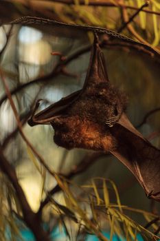 Rodrigues fruit bat, Pteropus rodricensis, is nocturnal and shy