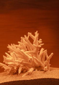 Bleached coral skeleton decor on a bronzed background